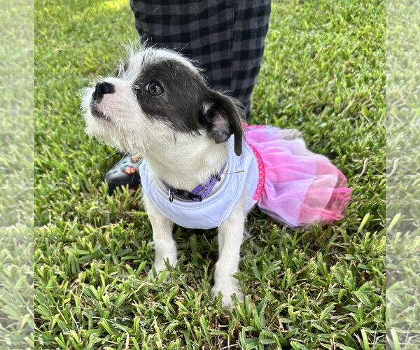 Medium Photo #3 Jack Russell Terrier-Unknown Mix Puppy For Sale in HOUSTON, TX, USA