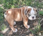 Small Photo #12 Bulldog Puppy For Sale in GREEN FOREST, AR, USA