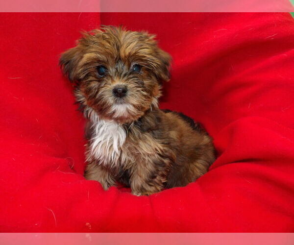 Medium Photo #1 Shorkie Tzu Puppy For Sale in PATERSON, NJ, USA
