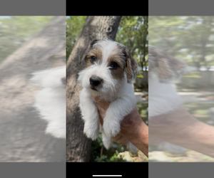 Jack Russell Terrier Litter for sale in ALTOONA, FL, USA