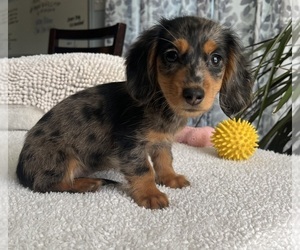 Dachshund Puppy for sale in GREENWOOD, IN, USA