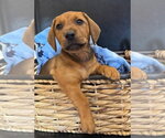 Small #10 Dachshund-Doberman Pinscher Mix