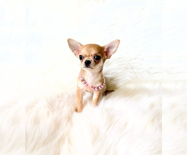 Medium Photo #10 Chihuahua Puppy For Sale in SACRAMENTO, CA, USA