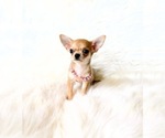 Small #9 Chihuahua