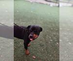Small #2 Rottweiler Mix
