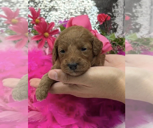 Goldendoodle (Miniature) Puppy for sale in BULLARD, TX, USA