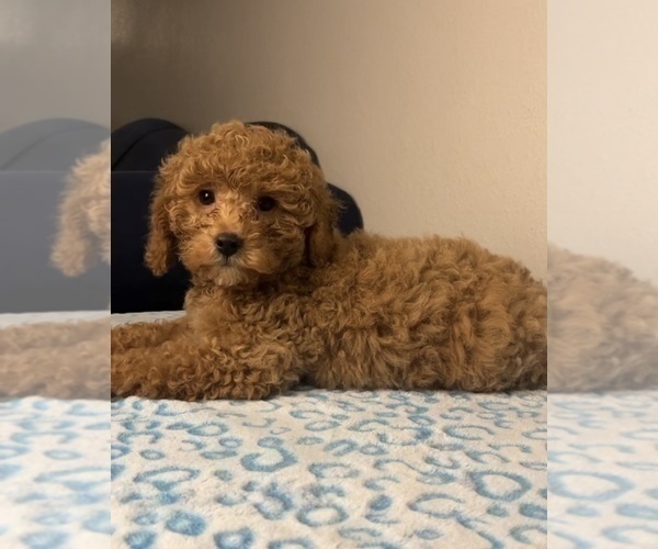 Medium Photo #1 Goldendoodle Puppy For Sale in FRANKLIN, IN, USA