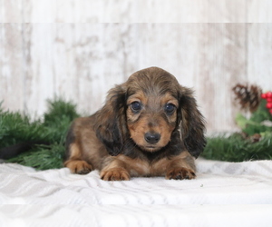 Dachshund Puppy for sale in SHILOH, OH, USA