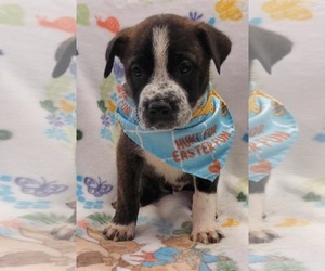 Bulldog-Unknown Mix Dogs for adoption in SHERBURNE, NY, USA
