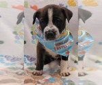 Small Bulldog Mix
