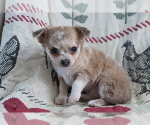 Medium Photo #1 Chihuahua Puppy For Sale in SHILOH, OH, USA