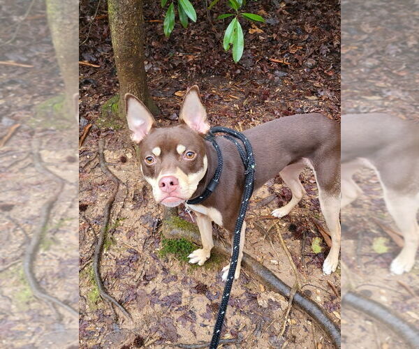 Medium Photo #3 Mutt Puppy For Sale in Ellijay, GA, USA