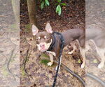 Small #2 Mutt