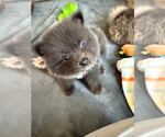 Small #2 Pomeranian Mix