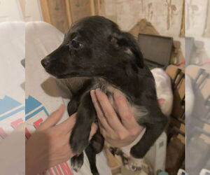 Border Collie-Unknown Mix Dogs for adoption in San Antonio, TX, USA