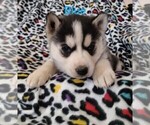 Small Photo #6 Siberian Husky Puppy For Sale in PIKEVILLE, TN, USA