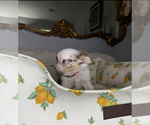 Small #14 Chihuahua