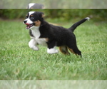 Small #6 Miniature Australian Shepherd