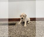 Puppy Yellow Male Labrador Retriever