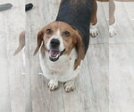 Small Photo #16 Beagle Puppy For Sale in Murfreesboro, NC, USA