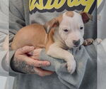 Small #2 American Staffordshire Terrier-Boxer Mix