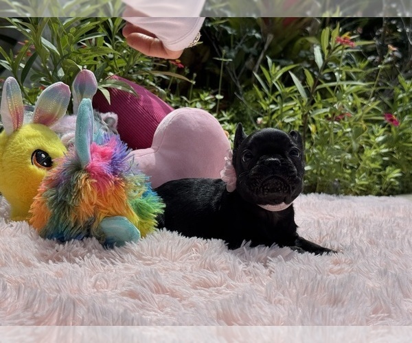 Medium Photo #22 French Bulldog Puppy For Sale in LEHIGH ACRES, FL, USA