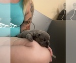 Small #4 French Bulldog