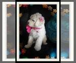 Small Photo #166 Sheepadoodle Puppy For Sale in RIALTO, CA, USA