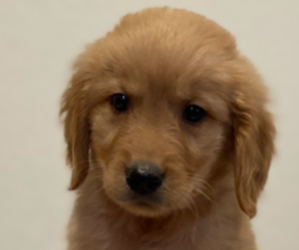 Golden Retriever Puppy for sale in COLUMBUS, IN, USA