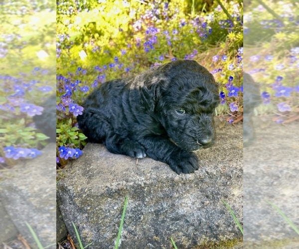 Medium Photo #5 Poodle (Standard) Puppy For Sale in KEIZER, OR, USA