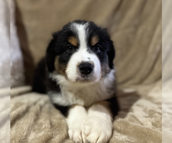 Medium Photo #22 Australian Shepherd Puppy For Sale in EUSTIS, FL, USA