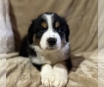 Small Photo #22 Australian Shepherd Puppy For Sale in EUSTIS, FL, USA