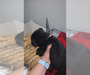 Labrador Retriever Puppy for sale in CENTREVILLE, MI, USA