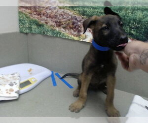 Mutt Dogs for adoption in Moreno Valley, CA, USA