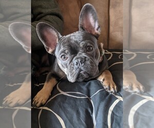 Mother of the French Bulldog puppies born on 04/29/2025