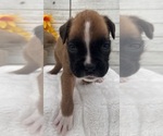 Small #9 Boxer