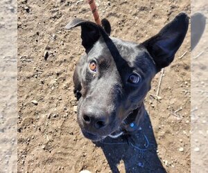 American Pit Bull Terrier-Unknown Mix Dogs for adoption in Monte Vista, CO, USA