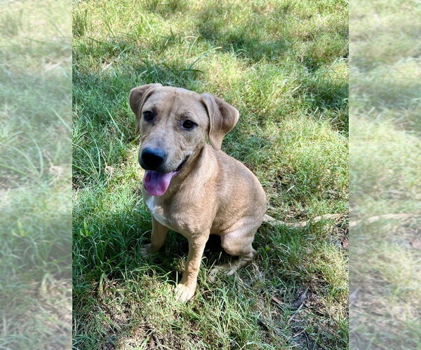 Medium Photo #1 American Pit Bull Terrier-Unknown Mix Puppy For Sale in FRAMINGHAM, MA, USA