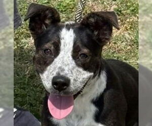 Mutt Dogs for adoption in Canton, CT, USA