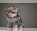 Small Photo #3 German Shepherd Dog-Siberian Husky Mix Puppy For Sale in NAVAL BASE VENTURA COUNTY, CA, USA