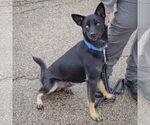 Small #2 Australian Kelpie-Siberian Husky Mix