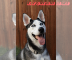Small #5 Siberian Husky
