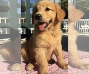 Golden Retriever Puppy for sale in SANTA ANA, CA, USA