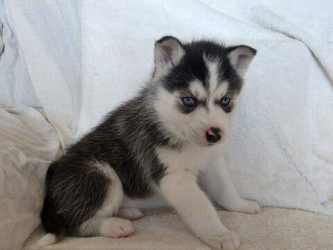 husky puppies mn - Puppy And Pets