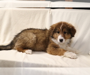 Bearded Collie-Bernese Mountain Dog Mix Puppy for sale in SHILOH, OH, USA