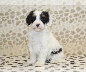 Miniature Bernedoodle Puppy for sale in DENVER, PA, USA
