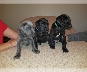 Great Dane Puppy for sale in MOUNT GILEAD, OH, USA