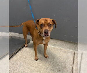 American Staffordshire Terrier-Labrador Retriever Mix Dogs for adoption in Tallahassee, FL, USA
