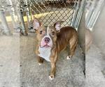 Small #3 American Pit Bull Terrier Mix