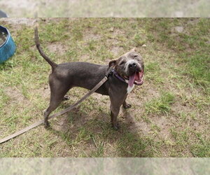 BRITTANY - Female American Pit Bull Terrier-Unknown Mix Dog for Adoption - Photo #3